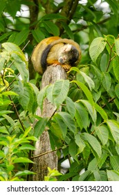 Bolivian Squirrel Monkey Sits On Tree