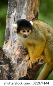 Bolivian Squirrel Monkey In Tree