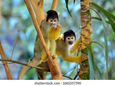 Bolivian Squirrel Monkey/Saimiri