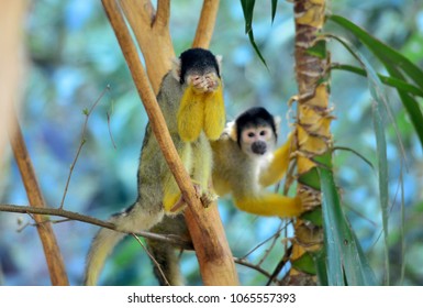 Bolivian Squirrel Monkey/Saimiri