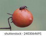A boll weevil is foraging on ripe tomato fruit. This insect, which is known as a pest of cotton plants, has the scientific name Anthonomus grandis.