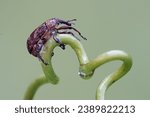 A boll weevil is foraging on the tendrils of a wild plant. This insect, which is known as a pest of cotton plants, has the scientific name Anthonomus grandis.