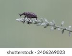 A boll weevil is foraging on wild grass flowers. This insect, which is known as a pest of cotton plants, has the scientific name Anthonomus grandis.