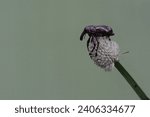 A boll weevil is foraging on wild grass flowers. This insect, which is known as a pest of cotton plants, has the scientific name Anthonomus grandis.