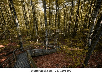 Bolu, Turkey - October 16 2023: Autumn forest landscape and wooden stairs and path in (seven lakes) Yedigoller National Park