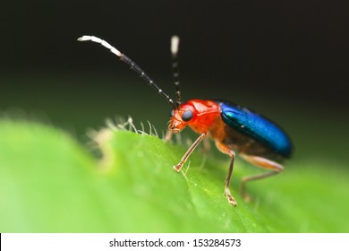 Bombardier Beetle