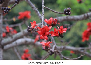 White Silk Cotton Tree Images Stock Photos Vectors Shutterstock