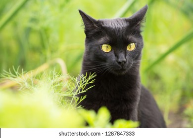 63,240 Black cat grass Images, Stock Photos & Vectors | Shutterstock