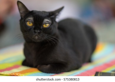 Bombay Cat