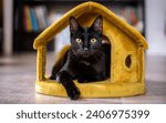 Bombay cat on toy house