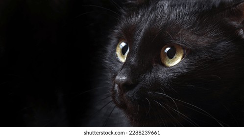 Bombay cat. portrait of a black cat close-up. look of the cat. selective focus. copy space