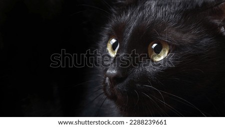 Bombay cat. portrait of a black cat close-up. look of the cat. selective focus. copy space
