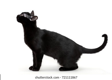 Bombay Cat. Side View