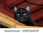 A Bombay, a domestic shorthaired cat, with yellow eyes is lounging on a wooden shelf. This small to mediumsized cat is a carnivorous felidae with whiskers and a black coat