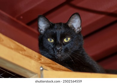 A Bombay, a domestic shorthaired cat, with yellow eyes is lounging on a wooden shelf. This small to mediumsized cat is a carnivorous felidae with whiskers and a black coat - Powered by Shutterstock