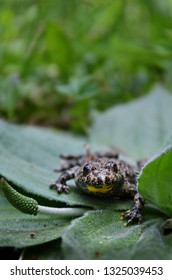 Bombina Variegata Frog On Leaf