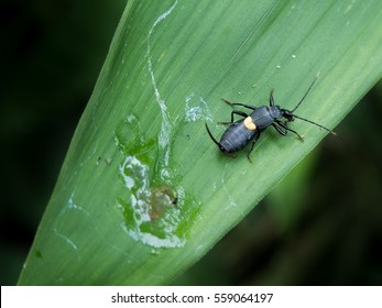 Bombing Bombardier Beetle