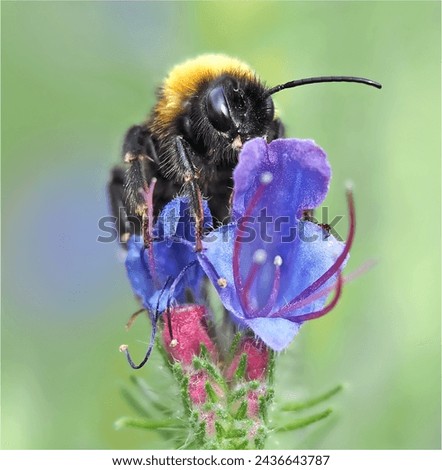  Bombus magnus, Große Erdhummel, Hummel ,  Biene, Bumblebee, Wildbiene, auf Natternkopf, Echium vulgare

