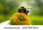 Bombus pensylvanicus, the American bumblebee, is a threatened species of bumblebee native to North America. It occurs in eastern Canada, throughout much of the Eastern United States and much of Mexico