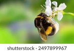 Bombus pensylvanicus, the American bumblebee, is a threatened species of bumblebee native to North America. It occurs in eastern Canada, throughout much of the Eastern United States and much of Mexico