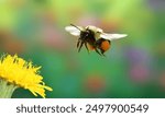 Bombus pensylvanicus, the American bumblebee, is a threatened species of bumblebee native to North America. It occurs in eastern Canada, throughout much of the Eastern United States and much of Mexico