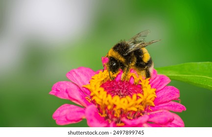 Bombus pensylvanicus, the American bumblebee, is a threatened species of bumblebee native to North America. It occurs in eastern Canada, throughout much of the Eastern United States and much of Mexico