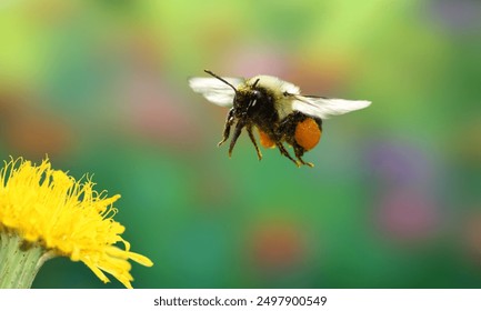 Bombus pensylvanicus, the American bumblebee, is a threatened species of bumblebee native to North America. It occurs in eastern Canada, throughout much of the Eastern United States and much of Mexico