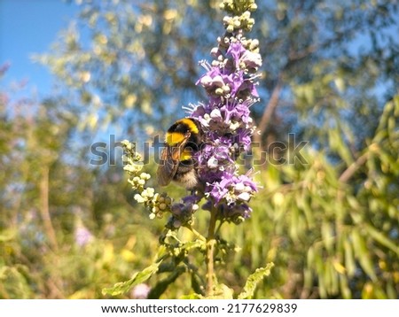 Bombus polaris, Arctic bumblebee. Collecting pollen on a flower.