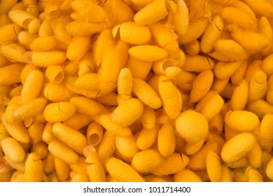 economic importance of silkworm pdf