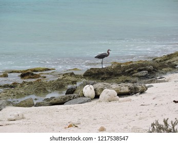 Bonaire Pink Beach