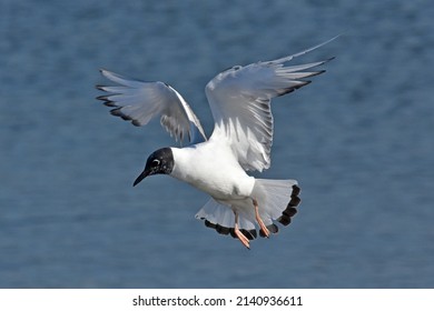 Bonaparte's Gull Catching Fish In Lake Michigan