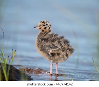 Bonaparte's Gull Chick