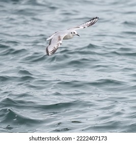 Bonaparte's Gull Flying And Feeding At Seaside. This Is The Most Common Small Gull Through Most Of North America, Especially Inland.