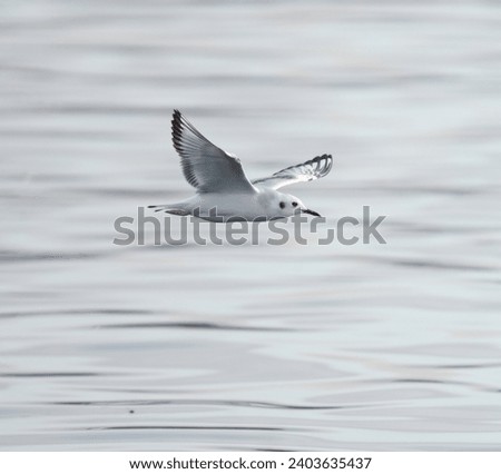 Similar – Foto Bild bird flew by Umwelt Natur