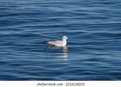 Bonaparte's Gull Swimming And Feeding At Seaside. The Most Common Small Gull Through Most Of North America, Especially Inland.