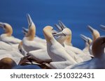 
Bonaventure Island and Percé Rock Migratory Bird Sanctuary, Northern Gannet Colony