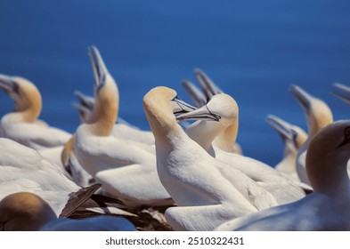 
Bonaventure Island and Percé Rock Migratory Bird Sanctuary, Northern Gannet Colony - Powered by Shutterstock