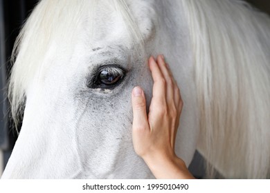 Bond between human and animal concept. Unrecognizable young woman petting a thoroughbred horse in the stable. Close up, copy space for text, background, cropped shot. - Powered by Shutterstock