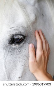 Bond Between Human And Animal Concept. Unrecognizable Young Woman Petting A Thoroughbred Horse In The Stable. Close Up, Copy Space For Text, Background, Cropped Shot.