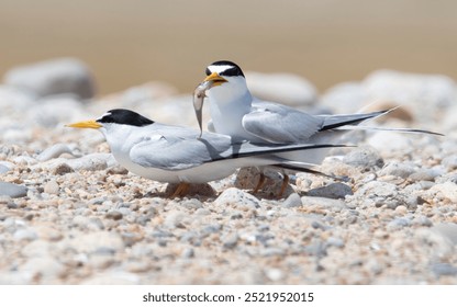 Bonded pair of least terns with fish at Allen's Pond Wildlife Sanctuary, Westport, Massachusetts 