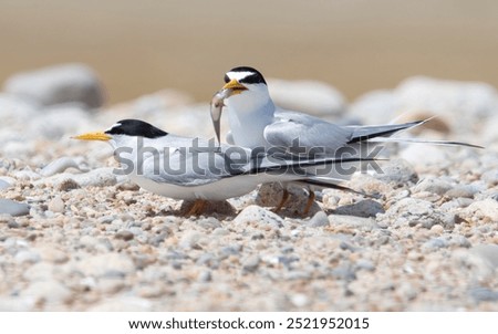 Bonded pair of least terns with fish at Allen's Pond Wildlife Sanctuary, Westport, Massachusetts 