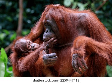 Bonding in the Jungle: Mother and Child Orangutan - Shutterstock ID 2259447413