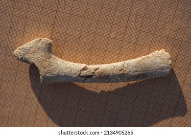 Bone From The Fin, Wrist. A Fossil Of A Cetacean Mammal. Petrifaction.