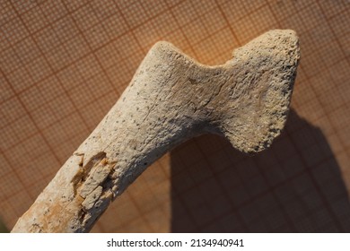 Bone From The Fin, Wrist. A Fossil Of A Cetacean Mammal. Petrifaction.