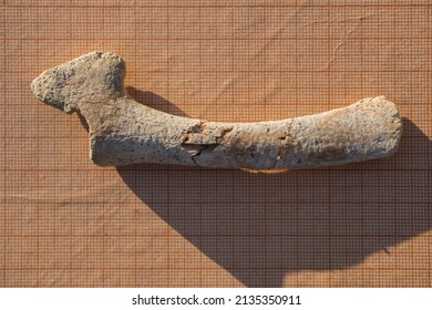 Bone From The Fin, Wrist. A Fossil Of A Cetacean Mammal. Petrifaction.