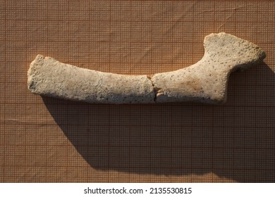 Bone From The Fin, Wrist. A Fossil Of A Cetacean Mammal. Petrifaction.