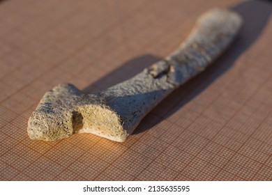 Bone From The Fin, Wrist. A Fossil Of A Cetacean Mammal. Petrifaction.