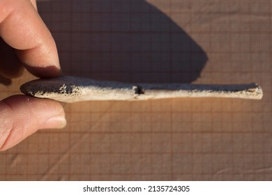 Bone From The Fin, Wrist. A Fossil Of A Cetacean Mammal. Petrifaction.