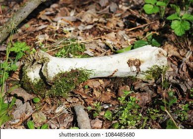 bone in the forest