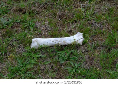 Bone Fragments Of An Animal, Jaw Bone Of An Animal, Dry Bone, Skeleton Of A Dead Animal,